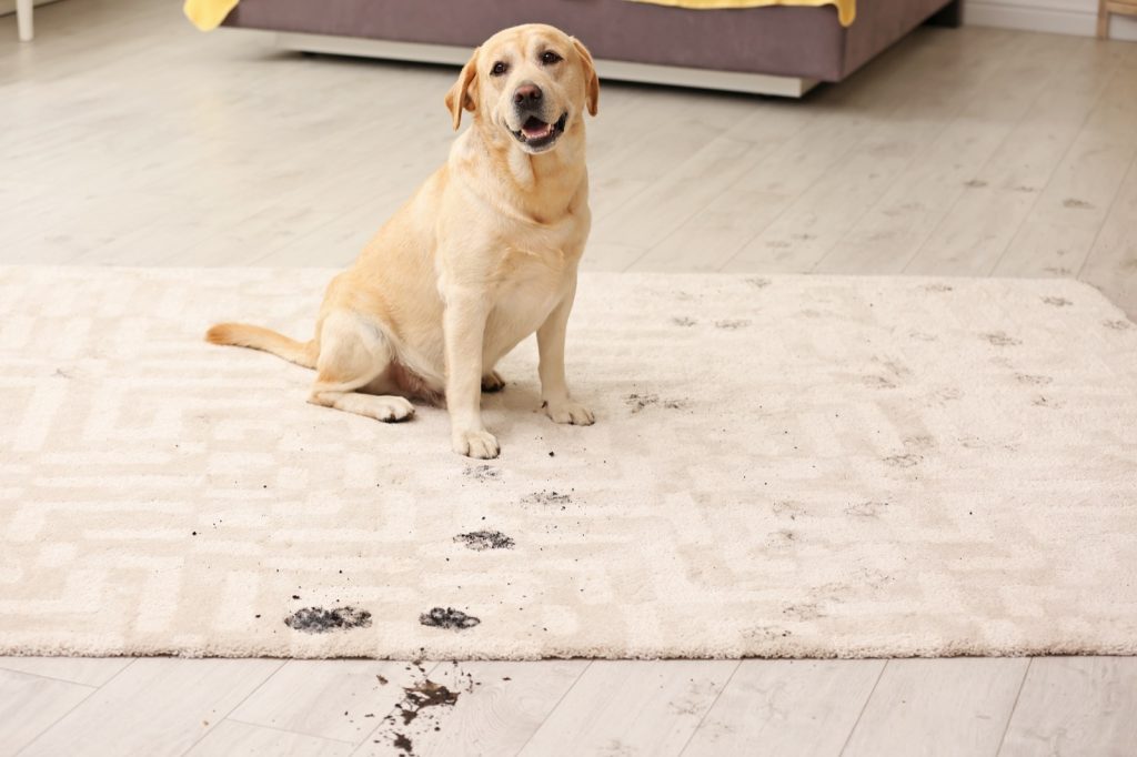 The Best Rug Materials in a Home with Pets | All Floors & More