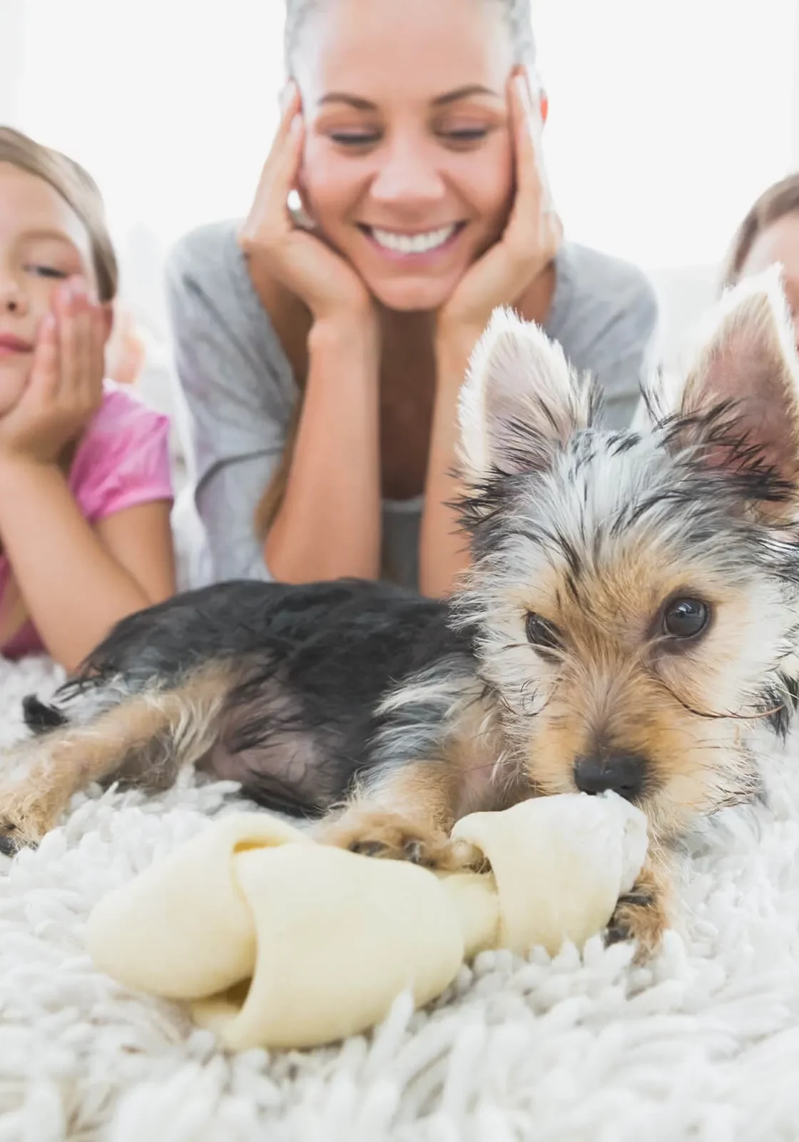 family_dog_1600x1600